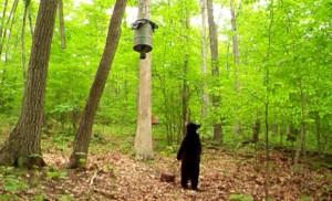 bear feeder PIC 15